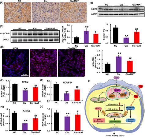 Matrine Treatment Activates SIRT3 OPA1 Axis And Rescues Kidney