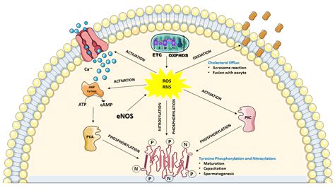 Antioxidant Based Therapies In Male Infertility Encyclopedia Mdpi