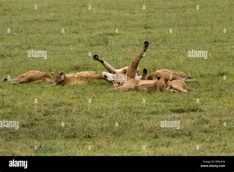 African Lion Panthera Leo Pride Resting On The Open Savannah In