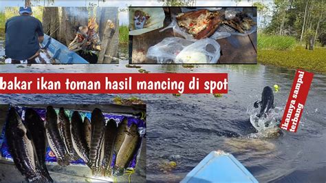 Bakar Ikan Toman Di Lokasi Spot Mancing Pesta Strike Toman Snakhead