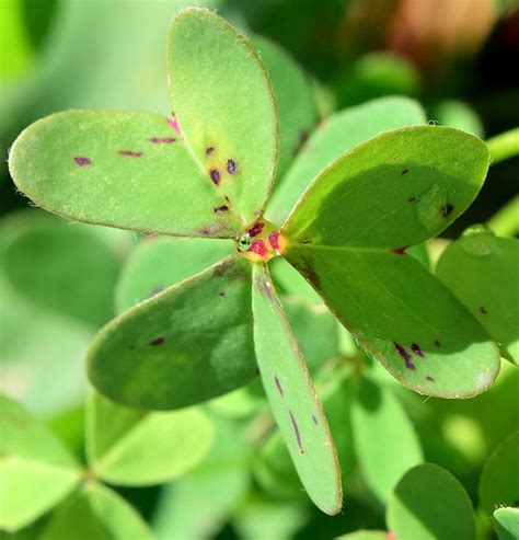 Оксаліс (Кислиця) догляд в домашніх умовах з фото і відео - Фатера