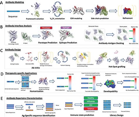 Computational Design of Antibodies for Drug Discovery