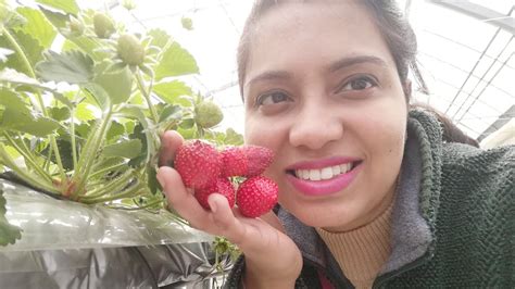 My First Experience Strawberry Picking In Japan Youtube