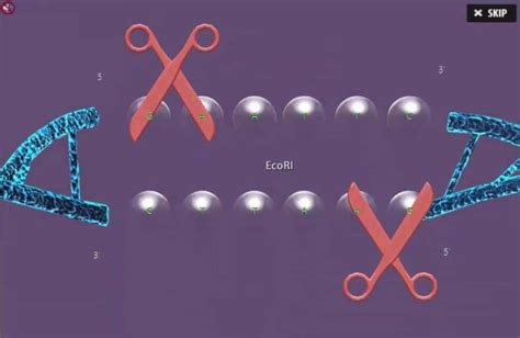 5 Engaging Ways to Teach Molecular Cloning to Make it Approachable for ...