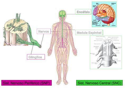 Sistema Nervoso Estrutura E Função Humana