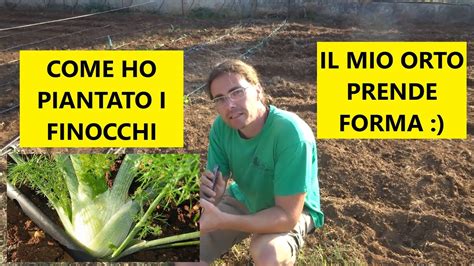 Come E Quando Piantare I Finocchi Nell Orto Tutorial Agricoltura