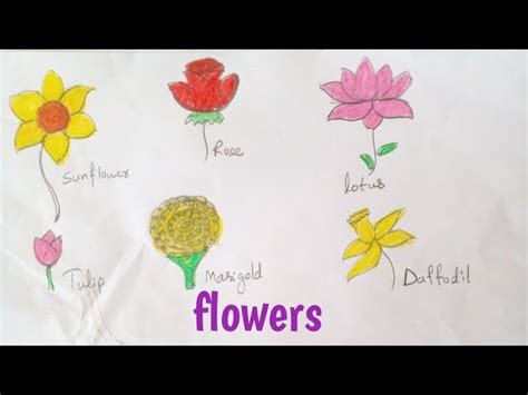 Flowers Images For Drawing With Names | Best Flower Site