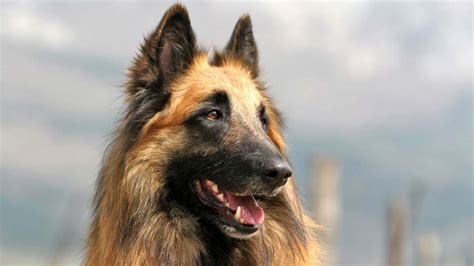 Belgian Tervuren - Price, Temperament, Life span