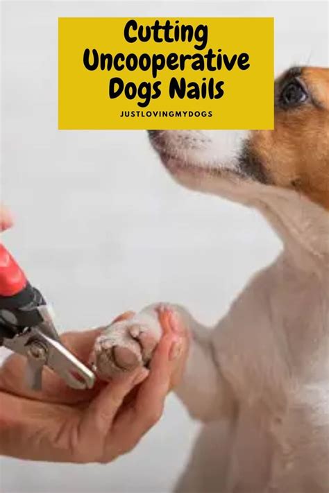 Cut Dog Nails Artofit