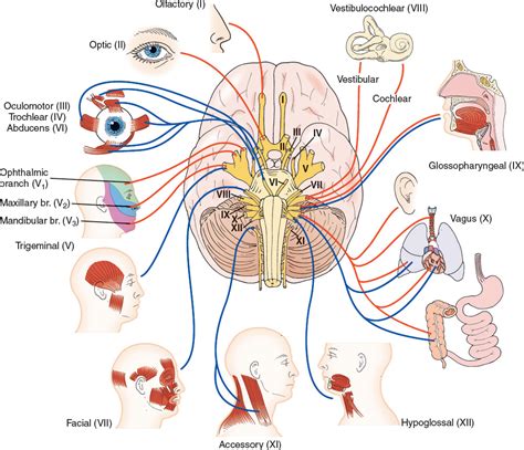 Cranial Nerves Diagram | Quizlet