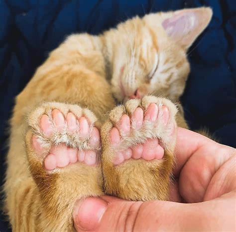 A Cat With Extra Toes Roddlyterrifying