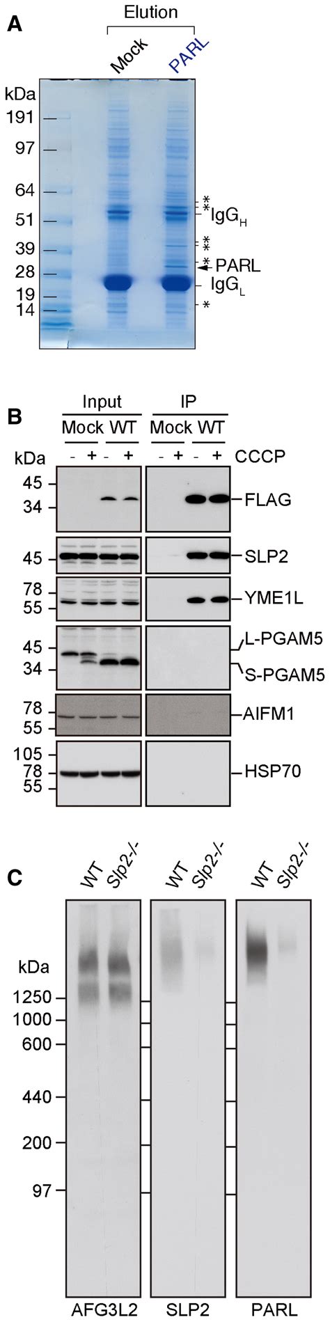 The Membrane Scaffold Slp2 Anchors A Proteolytic Hub In Mitochondria