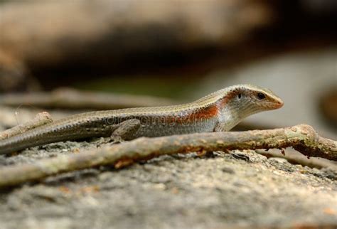 Sun Mucho Alineado Skink Multifasciata De Mabuya Imagen De Archivo