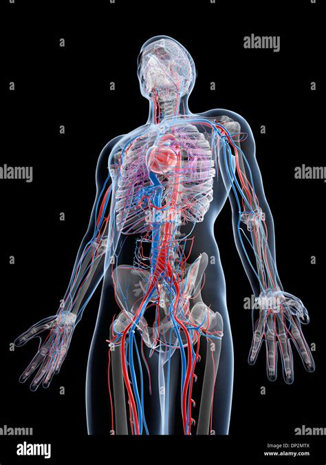 Male Vascular System Artwork Stock Photo Alamy