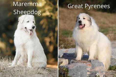 Maremma Sheepdog Vs Great Pyrenees Atelier Yuwaciaojp