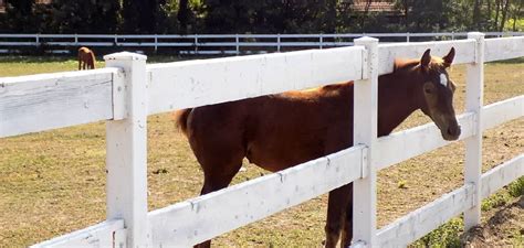 How to Build a Horse Fence | 10 Easy Steps (2025)