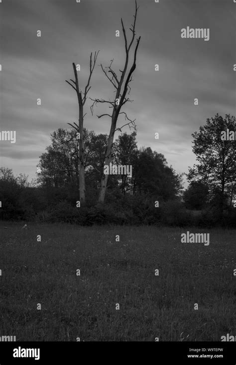 Dead tree in black and white Stock Photo - Alamy