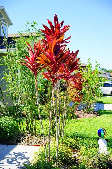 Cordyline Red Sister Plant Stock Photo Image Of Vegetation 46660534