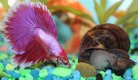 Sharing Betta and Snail by Murphy1210 on DeviantArt