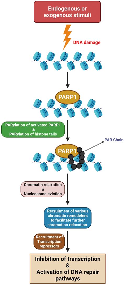 Role Of Parp1 In Chromatin Remodeling During Dna Repair Upon Dna