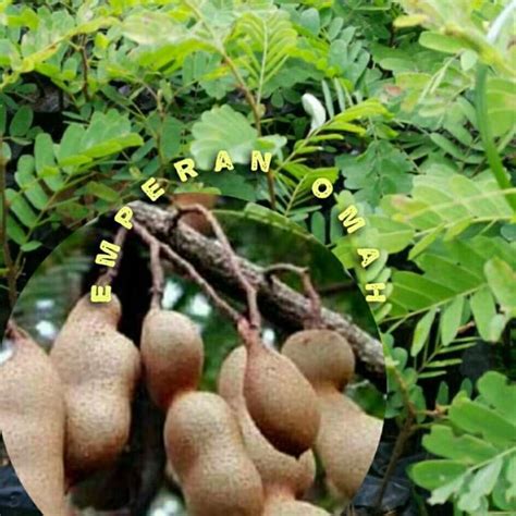 Jual Pohon Asem Original Murah Harga Diskon Mei Blibli