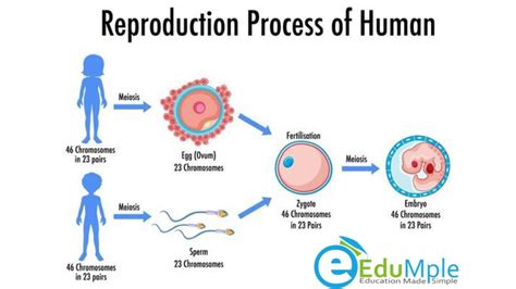 What Is Reproduction Human Respiratory System Education Asexual