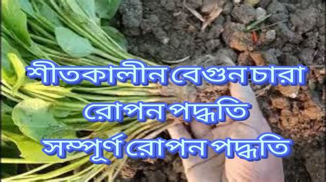 শীতকালীন বেগুন চারা মাটি তৈরি থেকে রোপনbrinjal Cultivationবেগুন চাষের