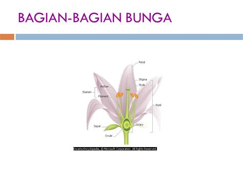 Ppt Sistem Reproduksi Tumbuhan Dan Hewan Kelas Seputar Kelas