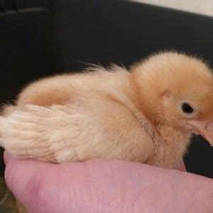 Golden Sex Link BackYard Chickens Learn How To Raise Chickens