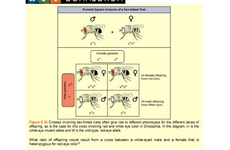 Solved Figure 8 16 ﻿crosses Involving Sex Linked Traits