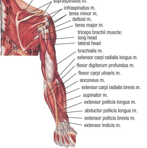 Upper Muscle Anatomy Sports Massage Therapy