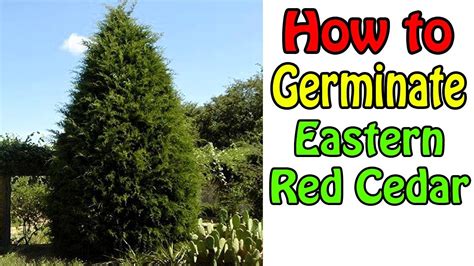 How To Germinate Eastern Red Cedar Youtube