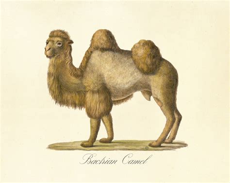 Camel Bactrian Camel Fine Art Reproduction