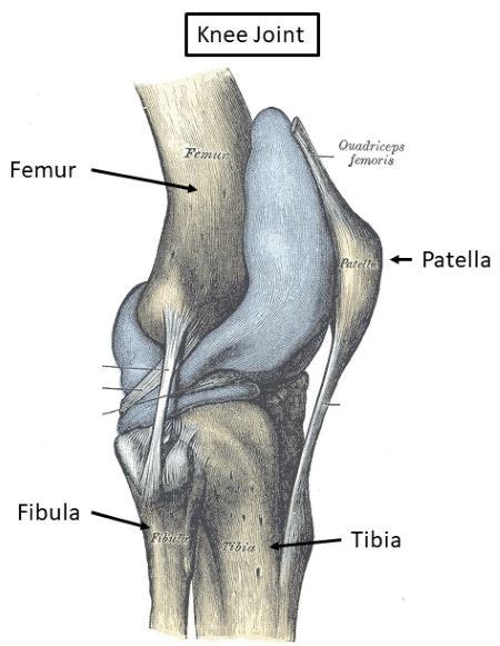 Tibia And Fibula And Femur