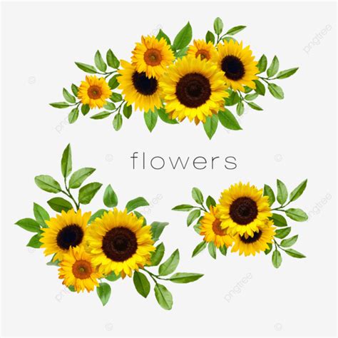 Conjunto De Flores De Girassol Png Fronteira De Girassol Girassol