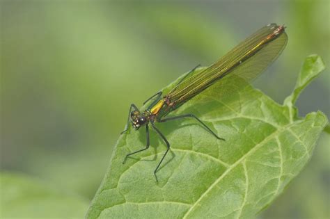 Female Banded Demoiselle Damselfly Calopteryx Splendens Flickr