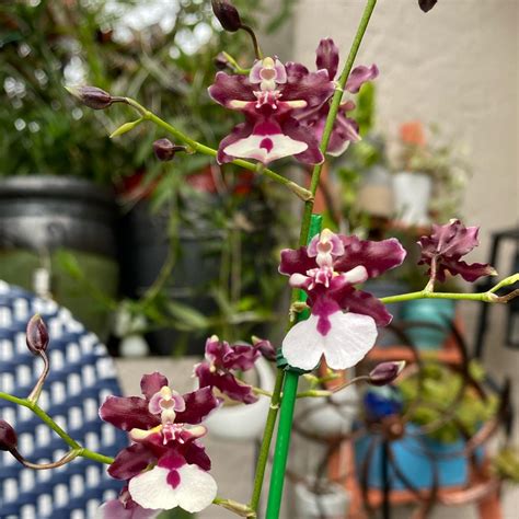 Oncidium Sharry Baby Sweet Fragrance Dancing Lady Orchid Sweet