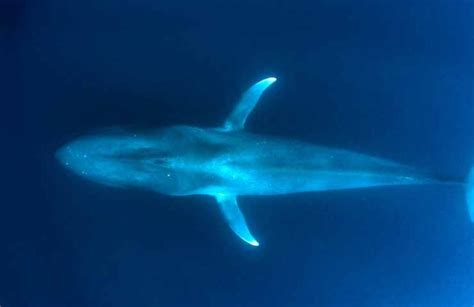 Islanda Triste Notizia Riapre La Caccia Alle Balene