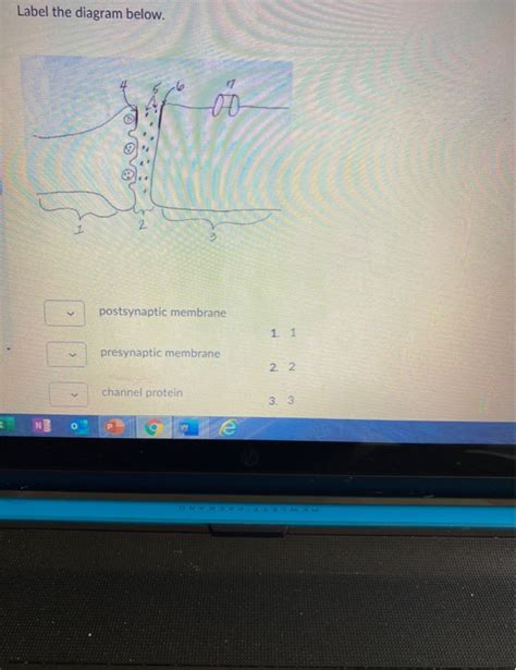 Solved Label the diagram below. SA -oo postsynaptic membrane | Chegg.com