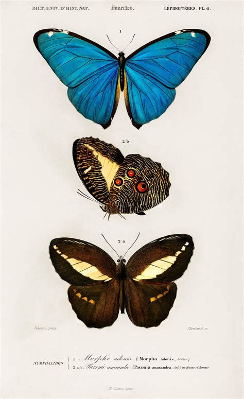 Different types butterfly illustrated Charles | Free Photo Illustration - rawpixel