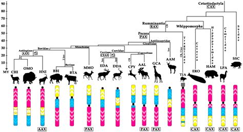 Genes Free Full Text X Chromosome Evolution In Cetartiodactyla