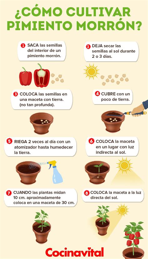 Como Cultivar Pimientos En Macetas Arcon