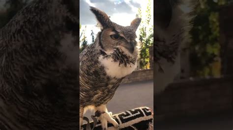 Great Horned Owl Hooting Youtube