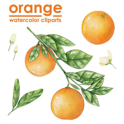 Orange Watercolor Hand-drawn Illustration 8031399 Vector Art at Vecteezy