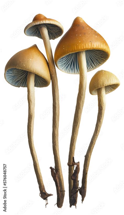 Liberty Cap Psilocybin Mushroom Illustration, Transparent Background ...