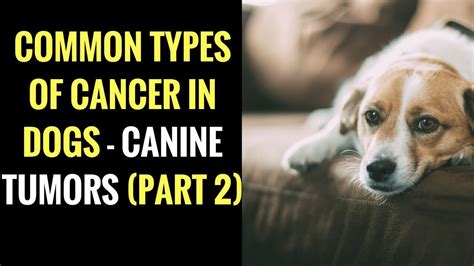 Common Types Of Cancer In Dogs Canine Tumors Part 2 Youtube