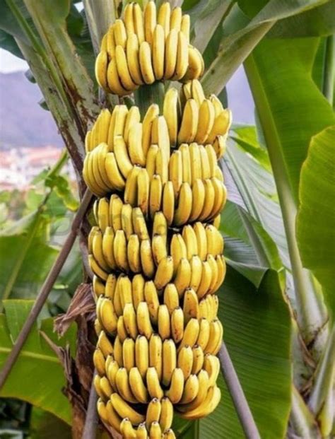 Jual Bibit Pisang Cavendish Buah Kavendis Sunpride Tanam Sekali Panen