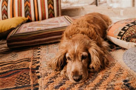 Do Cocker Spaniels Shed Everything You Need To Know