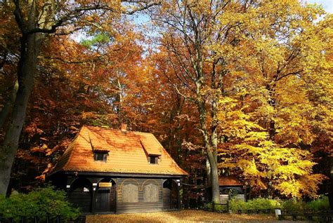 Casa De Campo En El Bosque Rompecabezas En L Nea