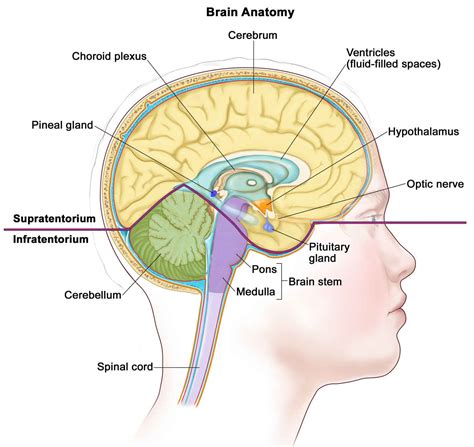 Intracranial germinoma causes, symptoms, diagnosis, treatment & prognosis